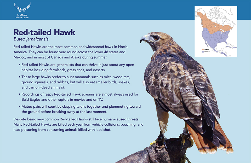 New Mexico Wildlife Center: Signage: Red Tailed Hawk