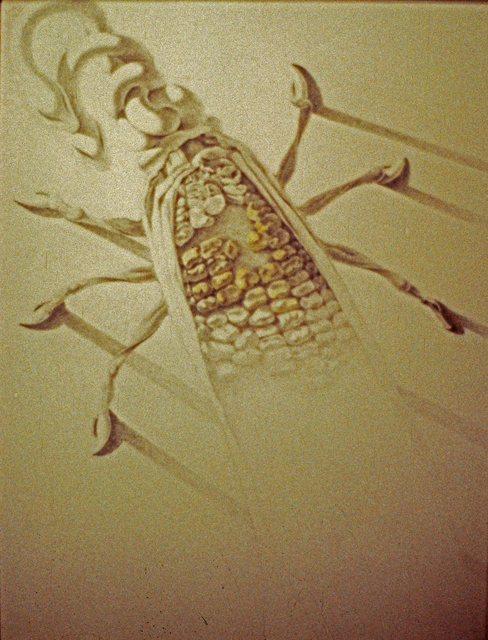 Montibon Corn Bug 2 Sketch